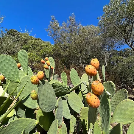 Venti Di - Levante & Grecale أولبيا