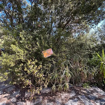 Venti Di - Levante & Grecale * Ольбия